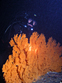 Die Gorgonie ist eine Hornkoralle mit Fächerform und einer Höhe von ca. 1m. Vorkommen im Nordatlantik zwischen 150-1600 Meter. Wächst in Bereichen mit starker, nährstoffreicher Strömung